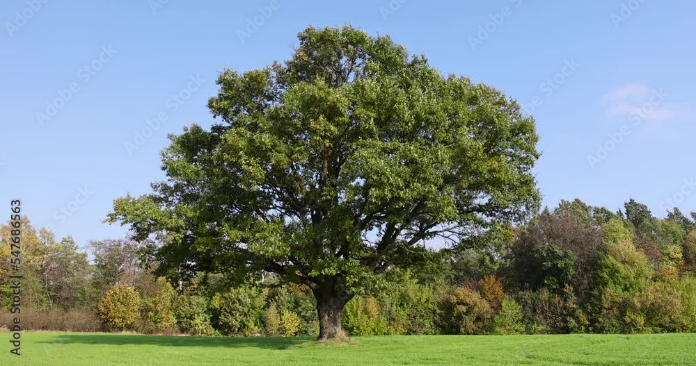 oak with green foliage in the field, a field with green grass and an old oak in the autumn season