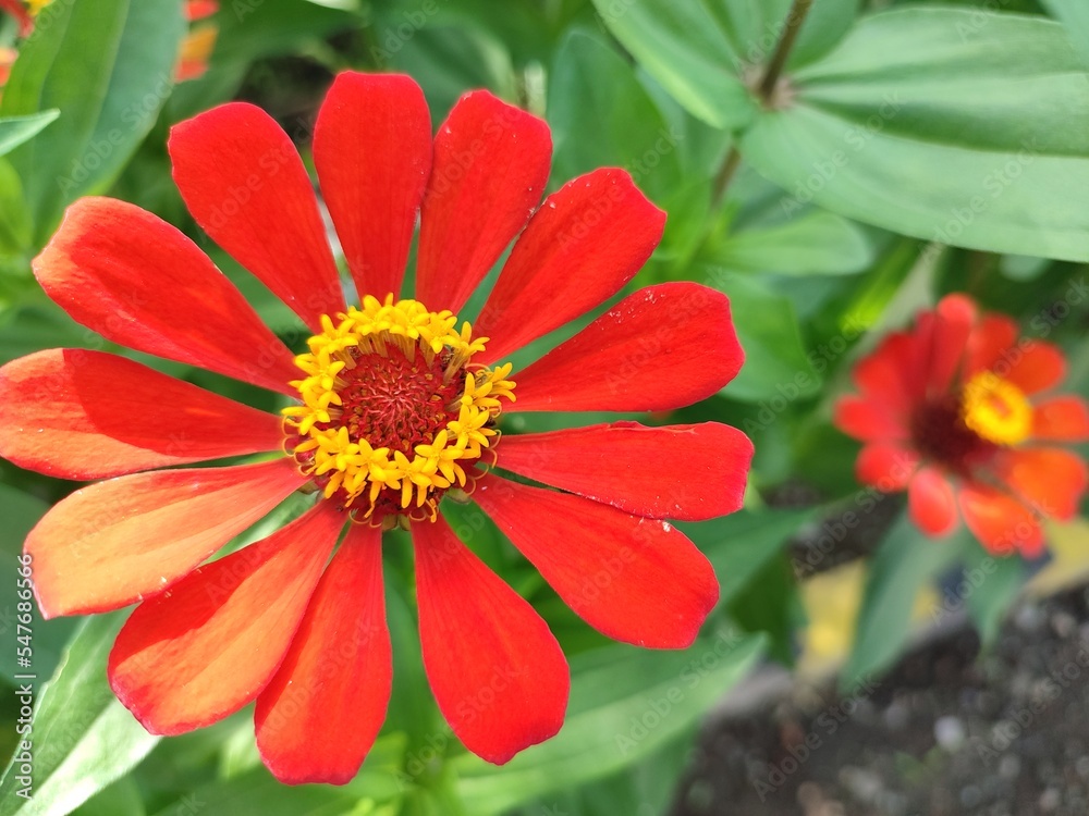 Zinnia peruviana usually develops and grows well in the tropics. It can grow even if only spread on the ground. Apart from its beautiful shape and color, this flower also has many health benefits. Zinnia peruviana usually develops and grows well in the tropics. It can grow even if only spread on the ground. Apart from its beautiful shape and color, this flower also has many health benefits.
