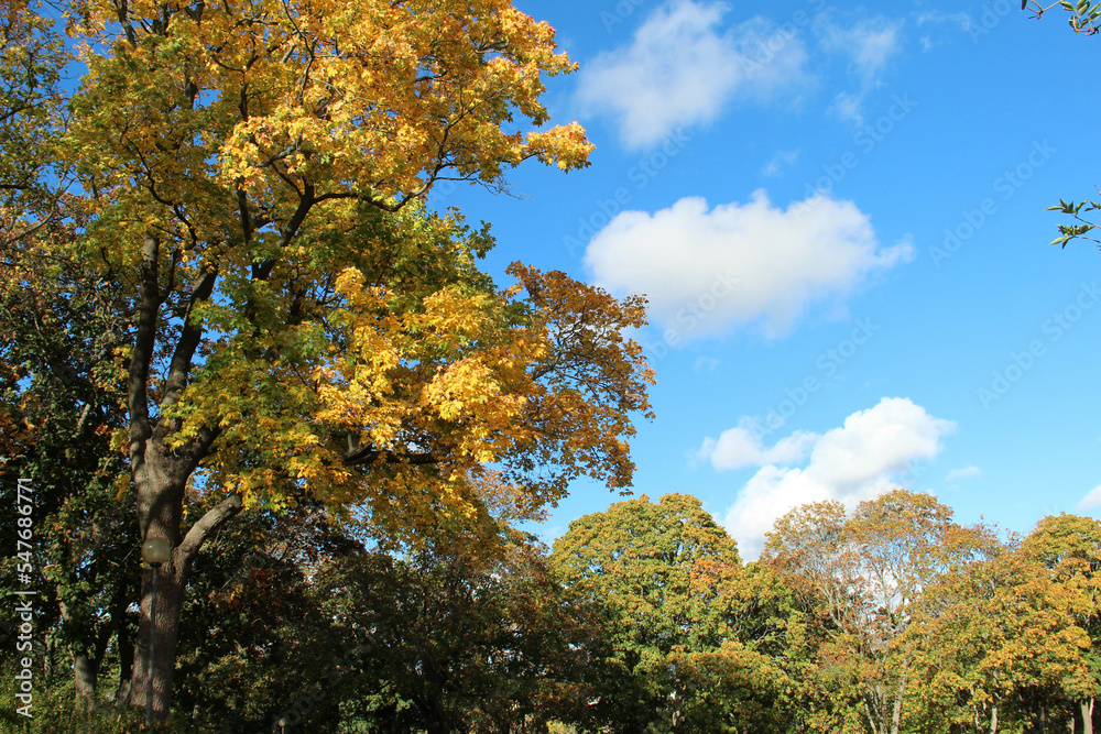Autumn trees and a blue sky