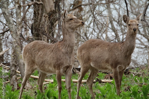 Wild Yezo deers  ezojika in Hokkaido