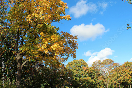 Autumn trees and a blue sky