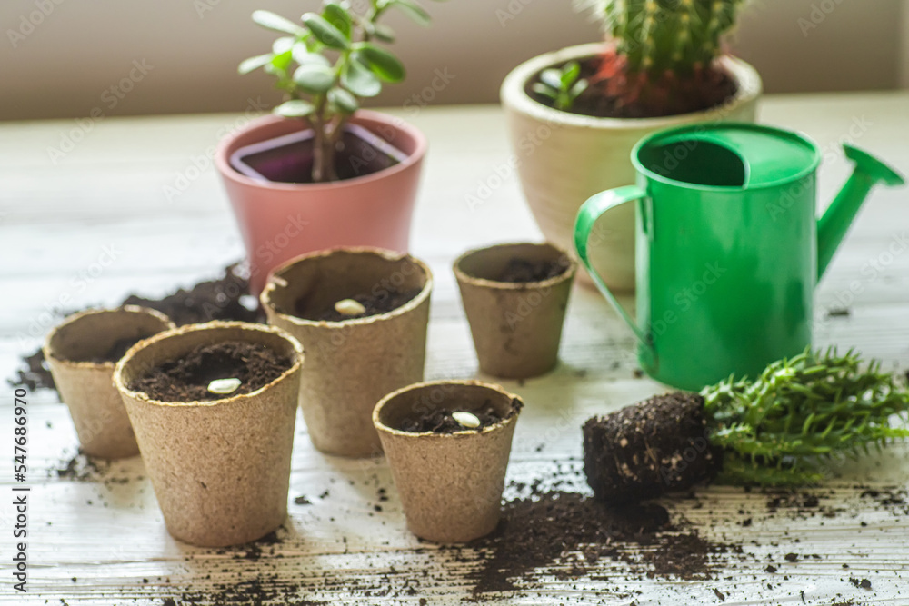 Tools for transplanting plants at home. Succulent with roots lying on table, transplanted money tree and cactus. Paper peat cups with planted citrus seeds. Tools for transplanting plants at home. Succulent with roots lying on table, transplanted money tree and cactus. Paper peat cups with planted citrus seeds.
