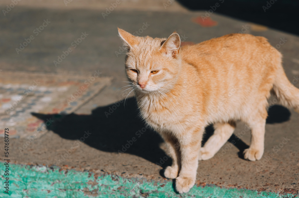 A beautiful, fluffy, graceful red-haired stray cat is walking down the street. A beautiful, fluffy, graceful red-haired stray cat is walking down the street.