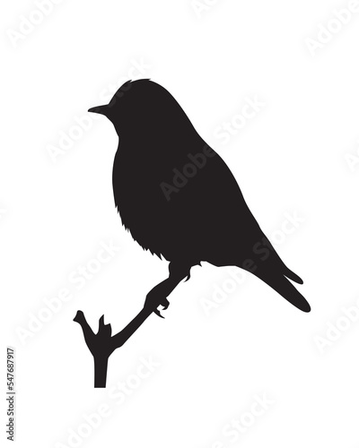 Cute bird perching on the branch. Exotic nature. Bird silhouette.
