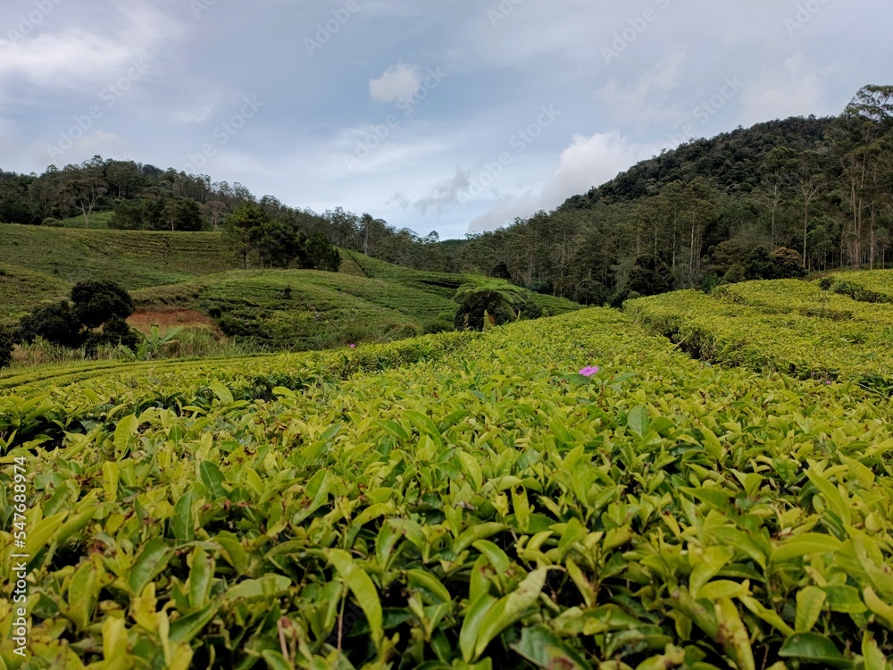 tea plantations in the highlands tea plantations in the highlands