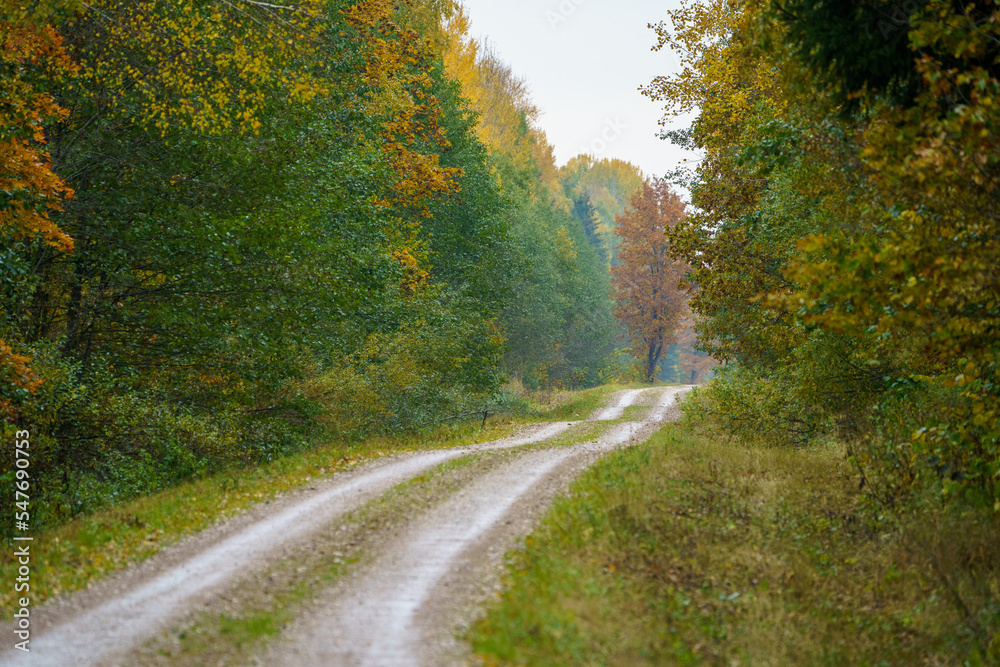 Obraz premium country gravel road in perspective
