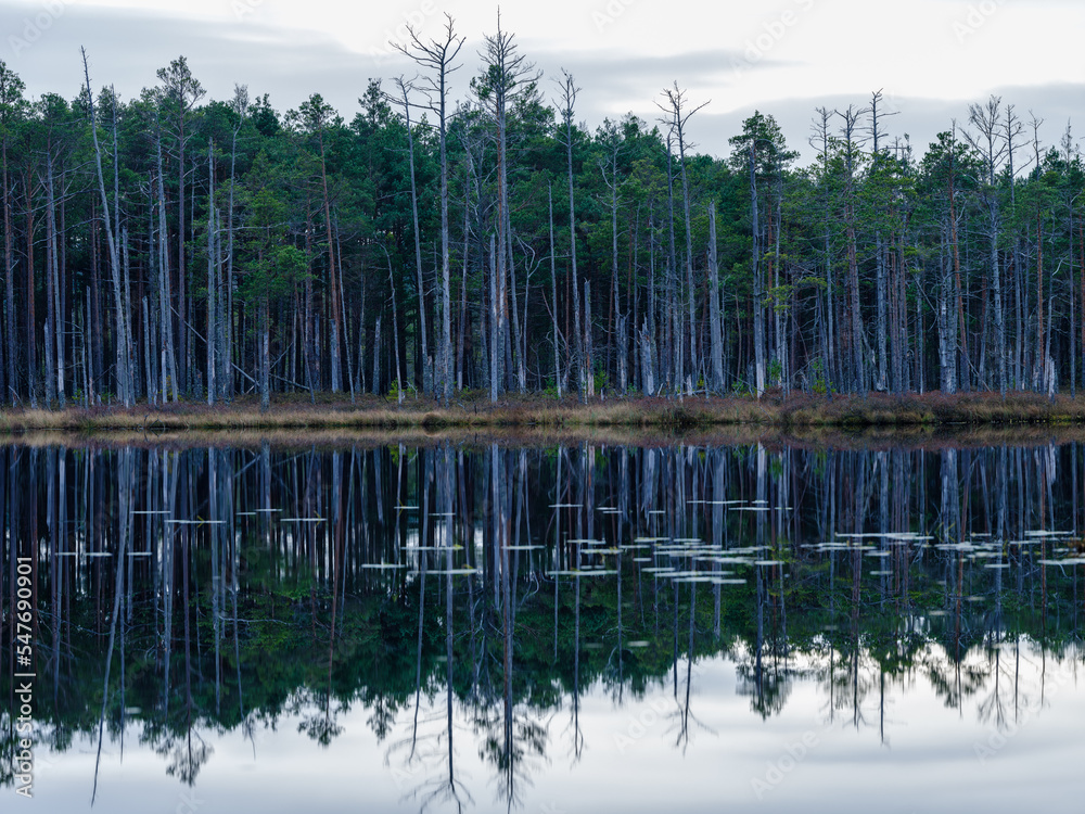 beautiful countryside lake in summer with reflections beautiful countryside lake in summer with reflections
