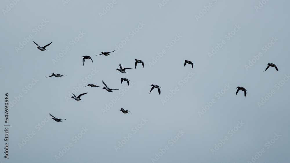 wild ducks gathering and flying to the south wild ducks gathering and flying to the south