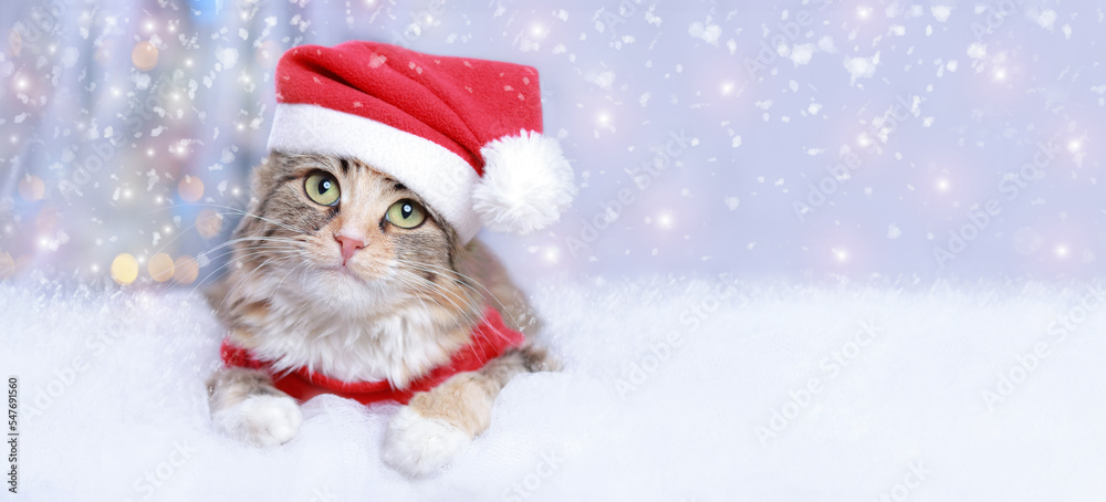 Cat on the white background. Beautiful holiday web banner with copy space. Portrait of a Kitten. Merry Christmas. Happy New Year. Cat in Santa costume. Snow falls. Christmas Cat card. 2023. Winter