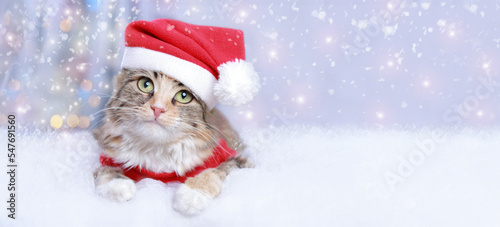 Cat on the white background. Beautiful holiday web banner with copy space. Portrait of a Kitten. Merry Christmas. Happy New Year. Cat in Santa costume. Snow falls. Christmas Cat card. 2023. Winter