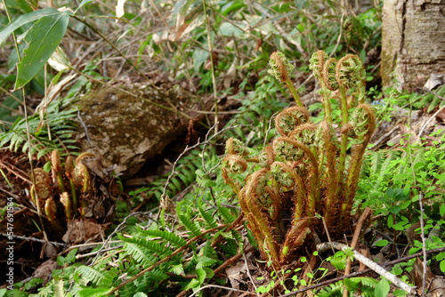 Wild young plants, bracken in Hokkaido
