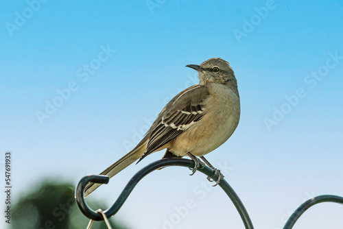 Photo Closeup of a mockingbird perched on a decorative metal pole with a blue sky background