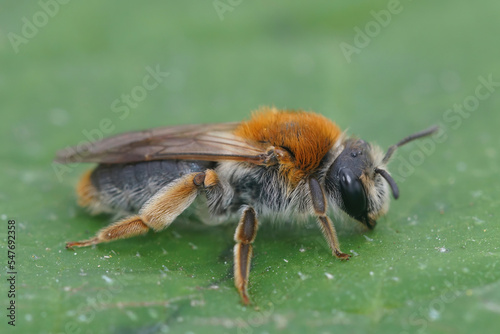 Closeup on a colorful female Orange tailed mining bee, Andrena haemorrhoa on a green leaf © Henk