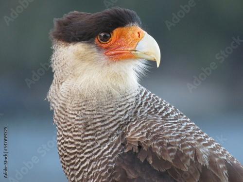 bird of prey
Southern crested Caracara portrait