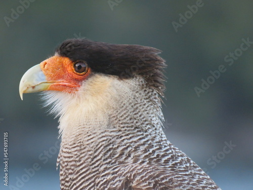 close up of a pheasant Southern crested Caracara portrait