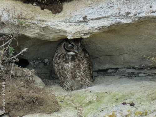 Magellanic horned owl