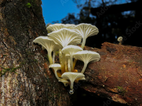 Roridomyces