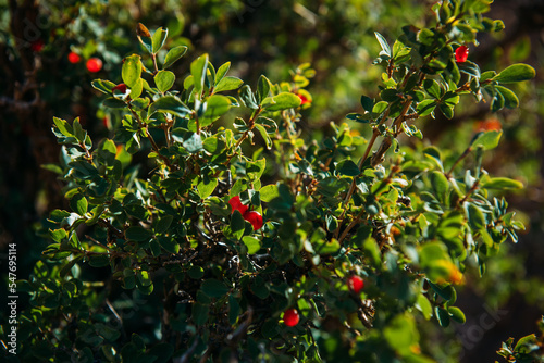Green cotoneaster bush with red berries close-up, selective focus. Wild endemic steppe plants.