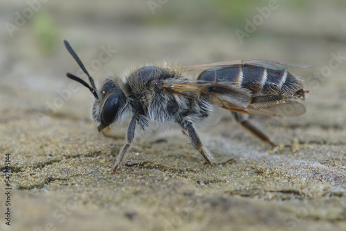 Closeup of a female red-belied miner mining bee, Andrena ventralis on a piece of wood © Henk