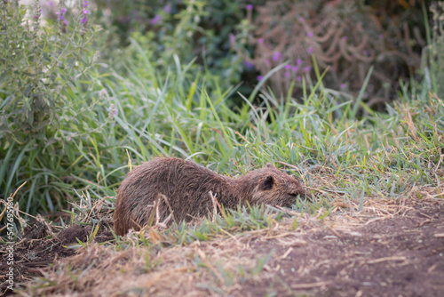 Nutria on the banks of a stream of clean water against a cloudy sky, in Agmon Hachula Nature Reserve - Northern Israel photo