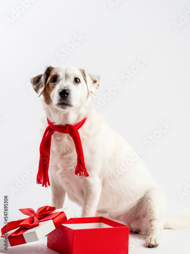 A New Year's Eve photo with a cute dog in a hat is waiting for its present. © Наталья Майшева