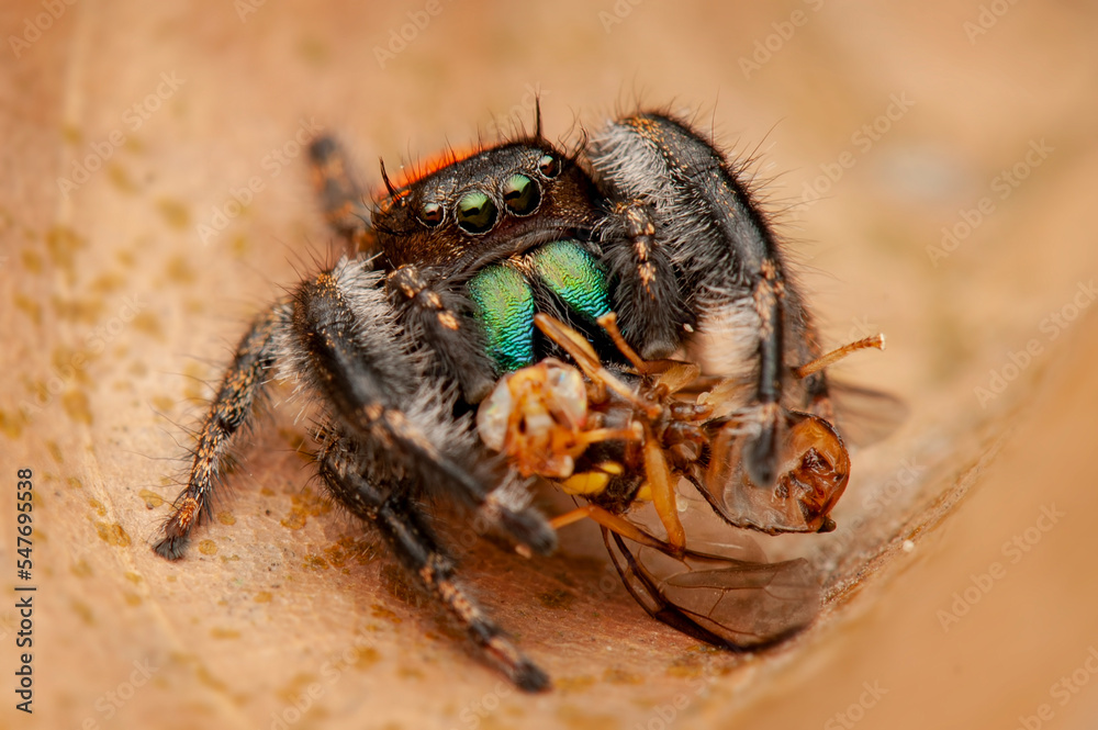 Jumping spider on wood in tropical forest Jumping spider on wood in tropical forest