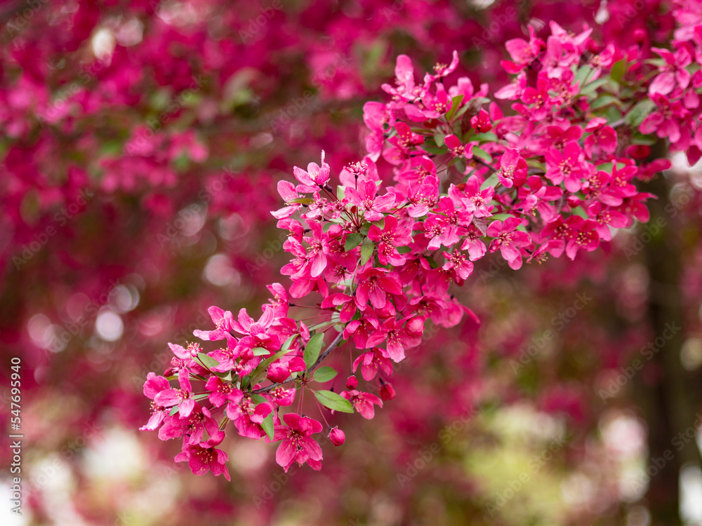 pink flowers blossoming on tree branch in spring time pink flowers blossoming on tree branch in spring time