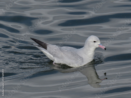 Antartic Fulmar