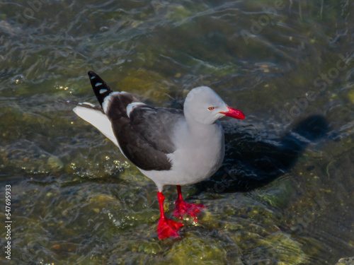 Dolphin gull