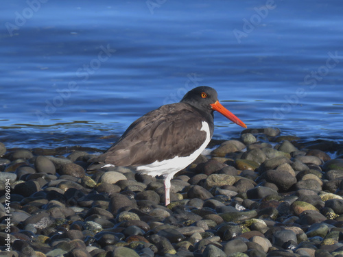 American oystercatcher