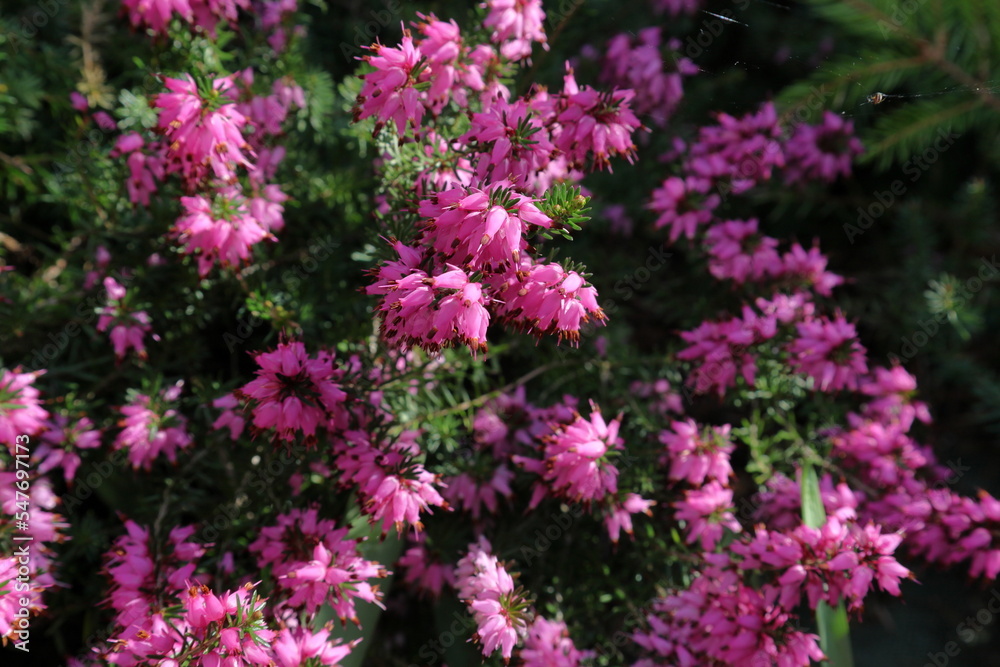 Blooming pink heather in spring closeup Blooming pink heather in spring closeup