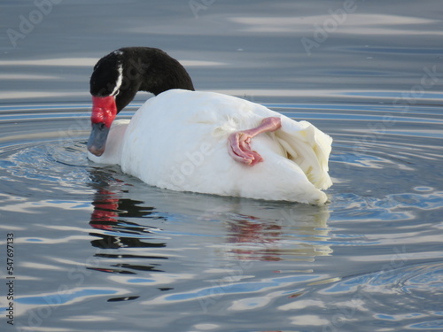 Black-necked swan