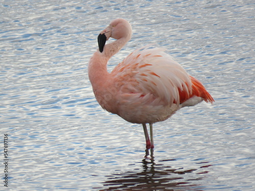 Chilean flamingo