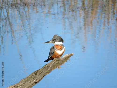 Austral ringed kingfisher