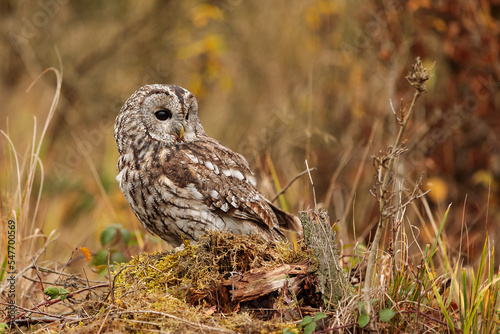 female tawny owl (Strix aluco) on a rotten tree trunk
