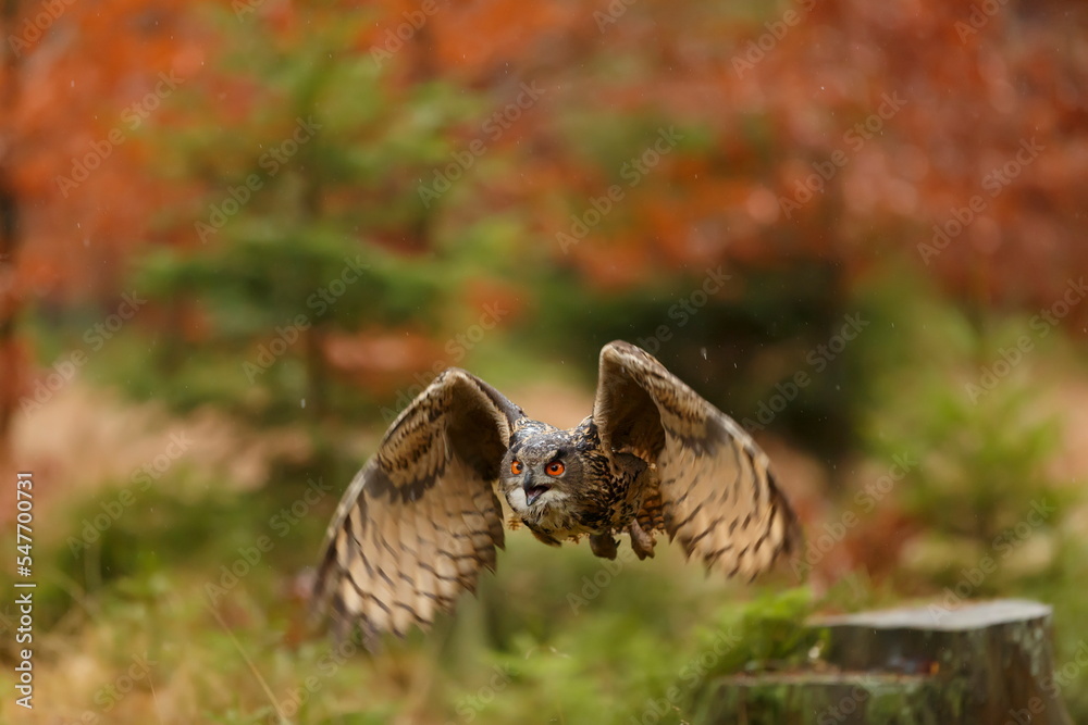 Fototapeta premium male Eurasian eagle-owl (Bubo bubo) in flight in the forest