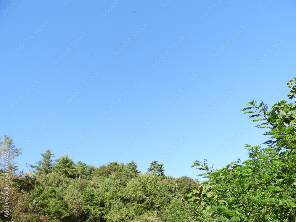 Obraz premium 快晴の空と森