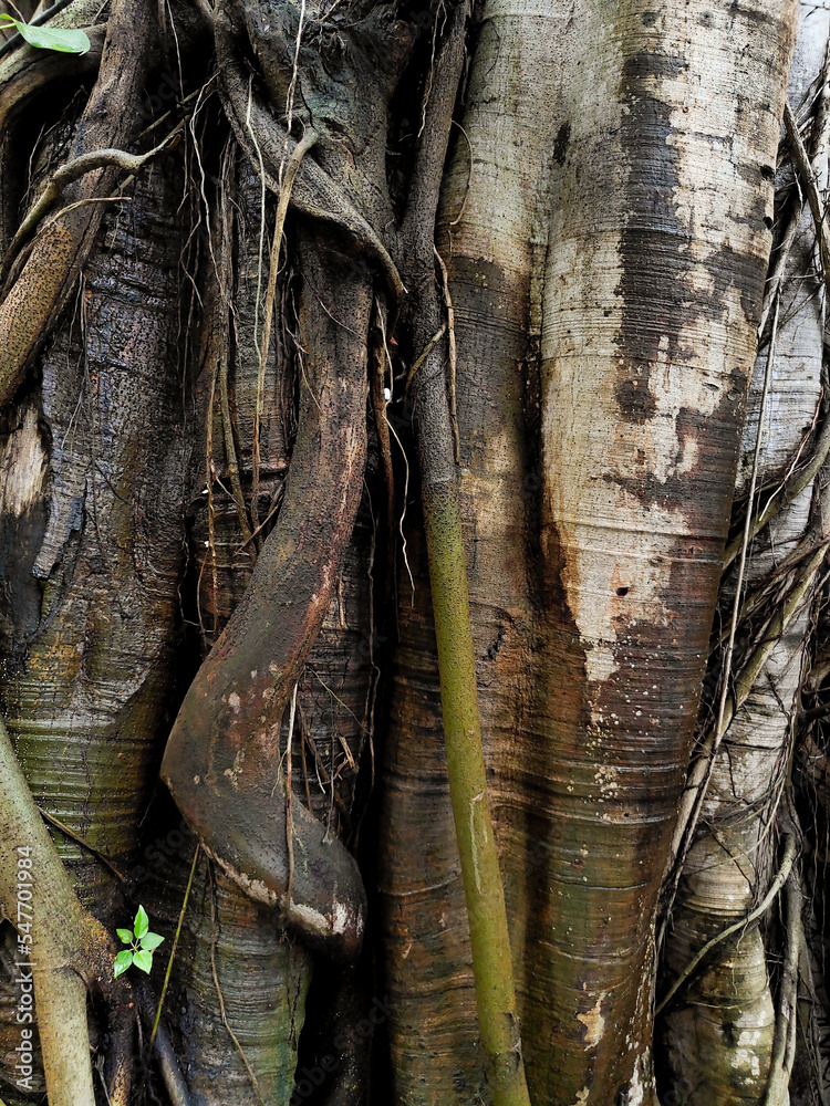 Roots of banyan tree in Thailand's forests Roots of banyan tree in Thailand's forests