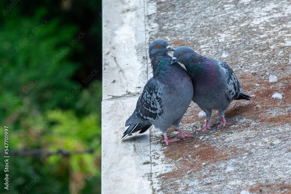 Fototapeta premium a pair of pigeons (Columba livia) mating on top of the roof of a building in Athens, Greece.