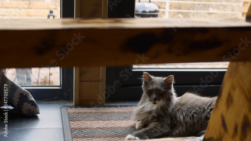 A fluffy gray cat sleeps on a rug at the entrance to a cozy wooden house. Cat life with people. Life of cute fluffy pet animals with their owners in the house. The cat sleeps on the rug by the window.