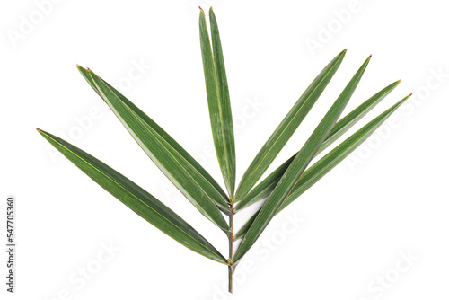 Fresh date palm leaves on white background