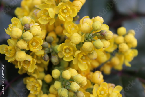 close up of a oregon grape plant with yellow flowers