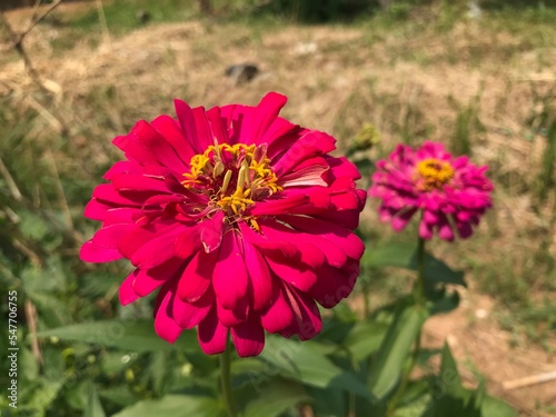 pink cosmos flower