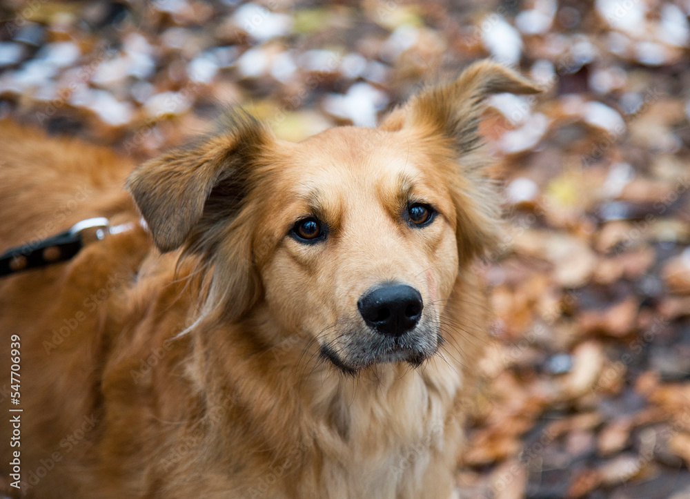 Obraz premium golden retriever in the snow