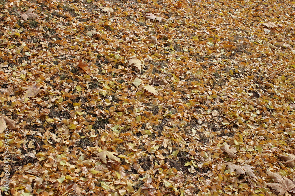 autumn leaves on the ground autumn leaves on the ground