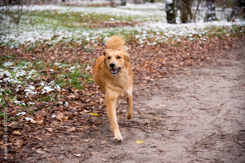 golden retriever in the forest