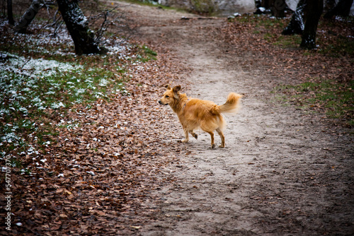 Fototapeta Naklejka Na Ścianę i Meble -  dog running on the ground