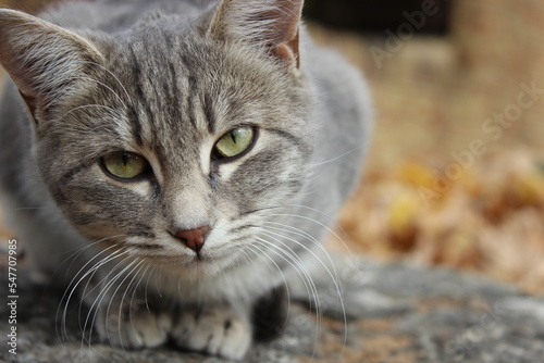 close up portrait of a tabby cat
