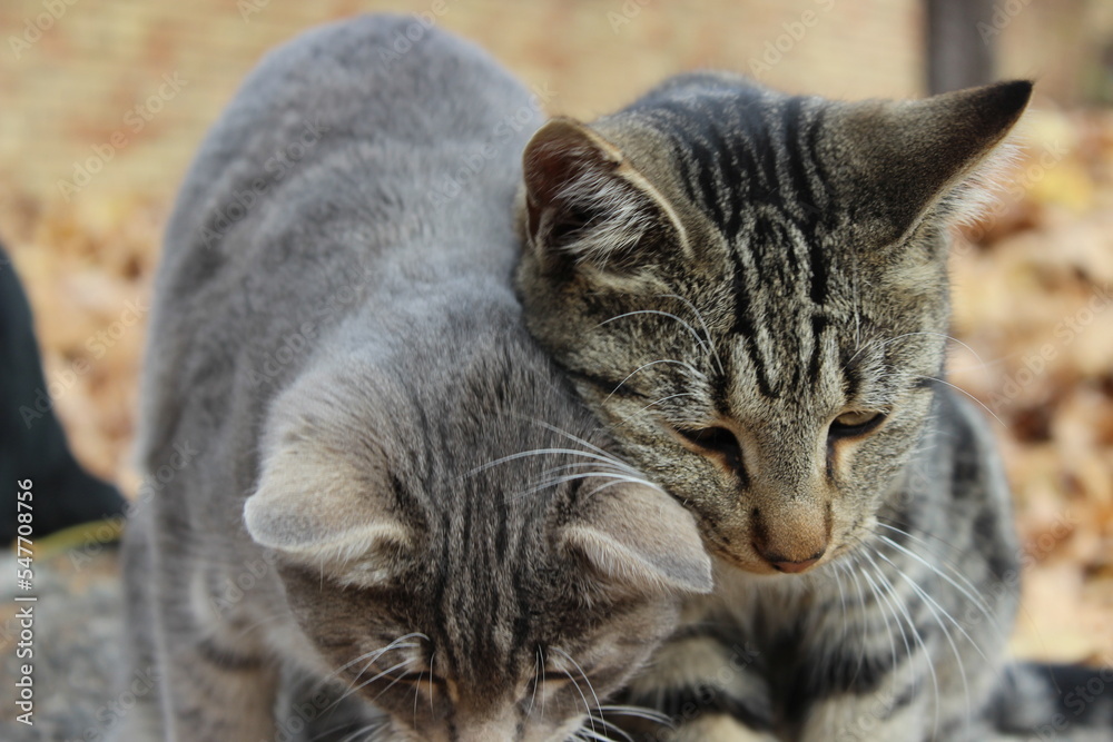 friends forever two tabby cats