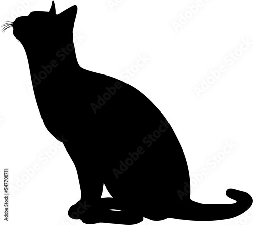 Silhouette Cat Pet Animal